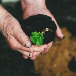 biochar