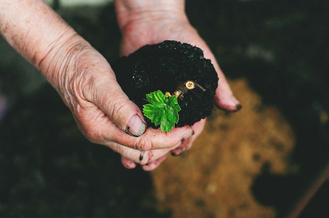 biochar