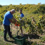 vinogradi puni grožđa
