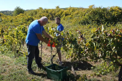 vinogradi puni grožđa